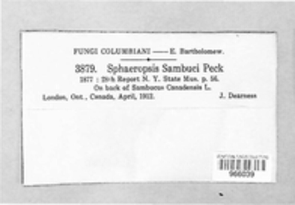 Aplosporella sambuci image